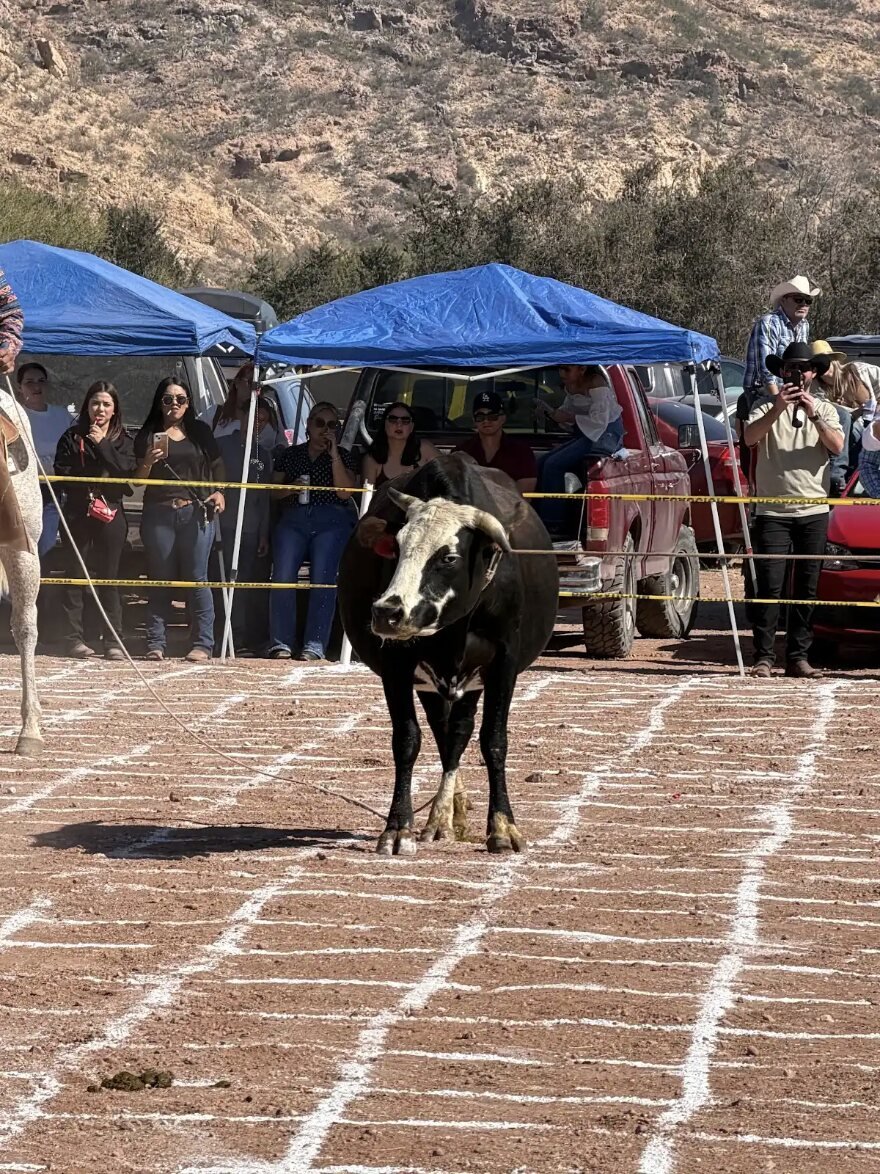 Cow Plop Bingo fundraising event